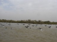 thumbs/Senegal Parc du Djoudj 123.JPG